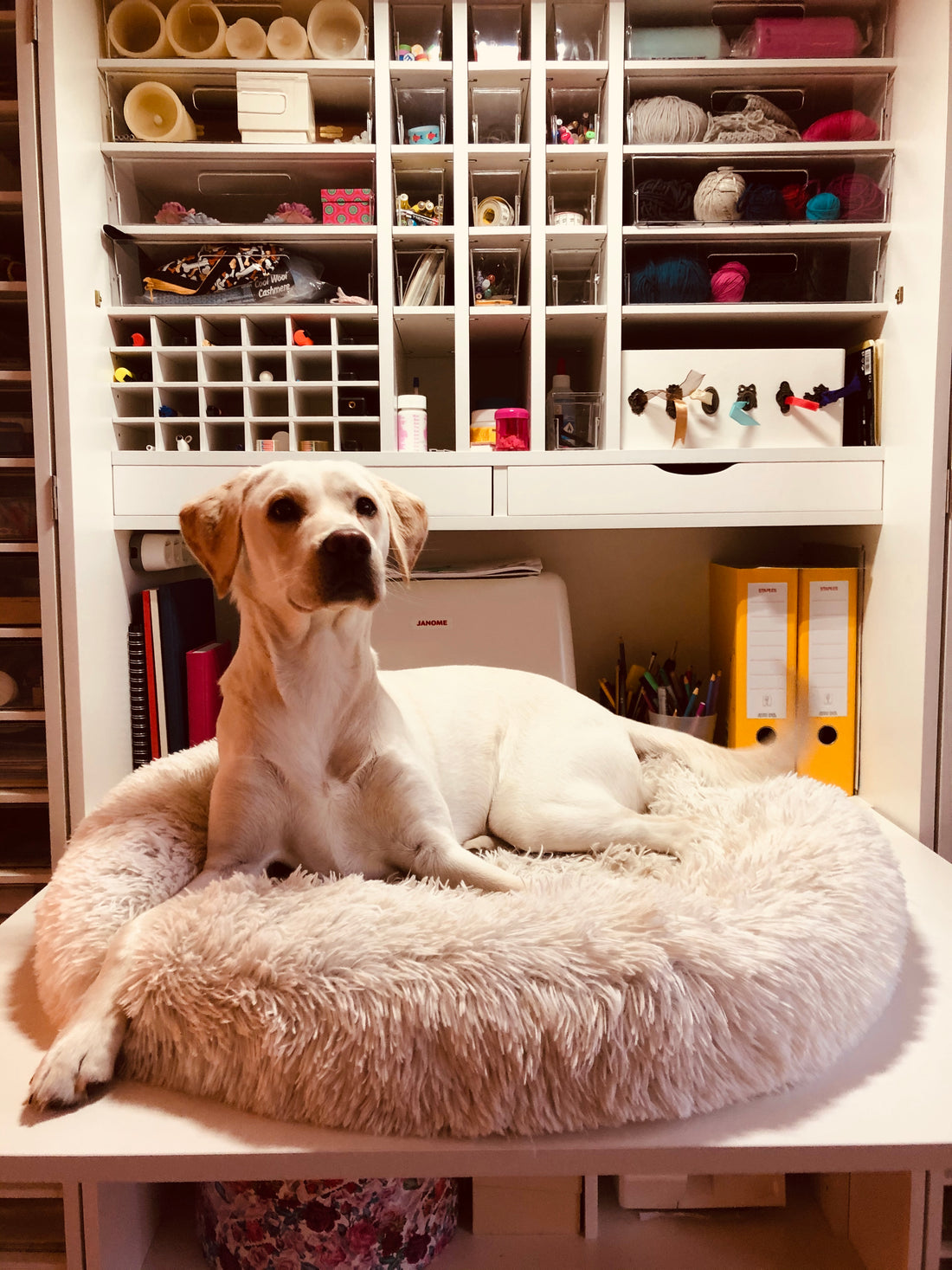 Sitz - Platz - Bleib